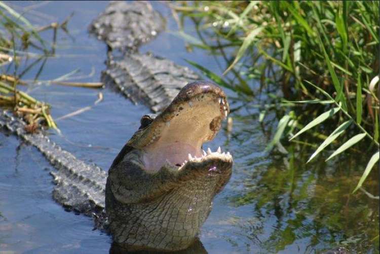 Everglades NP